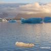 Galaxy-Note-8-official-sample-telephoto-lens-7.jpg
