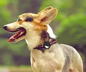 PetFon Pet GPS Real-Time Tracking Collar Device