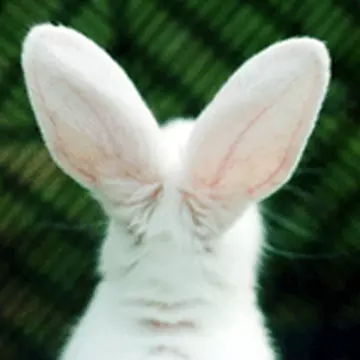 WhiteRabbit