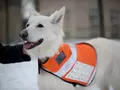 files/u2/2010/04/MessengerDog_01.jpg