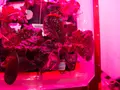 post_big/iss-salad-veggie.jpg