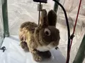 post_big/robo-bunny.jpg