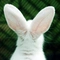 WhiteRabbit