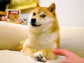post_big/RIP_Doge.jpg