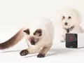 post_big/petcube.jpg
