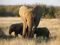 post_big/elephants-drone-save-from-poaching.jpg