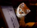 post_big/vk_cat.jpg