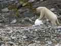 post_big/polar-bear-bbc-cam.jpg