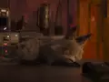 post_big/Loth-cat_sleeping.jpg