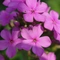 chto-posadit.ru