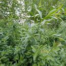 20170512_183937.jpg