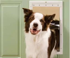Pet Safe Plastic Pet Door with ...