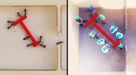 Ants vs. humans: experiment shows who is more effective at solving group tasks
