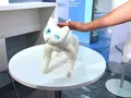 post_big/MarsCat.jpg