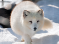 post_big/polarfox2016.png