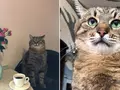 Бритни Спирс опубликовала фото харьковского кота Степана в Instagram и получила более 1 200 000 лайков