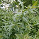 20170512_183949.jpg