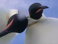 post_big/selfie-penguin.jpg