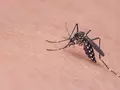 post_big/10-anti-mosquito-gadgets-main.jpg
