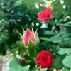 Zenfone_Camera_13.jpg