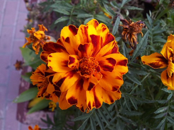 2011-09-01_15_32_19.jpg