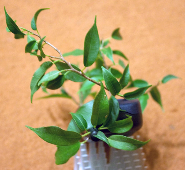 competitor42_3.jpg
