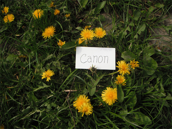 CanonWin.jpg