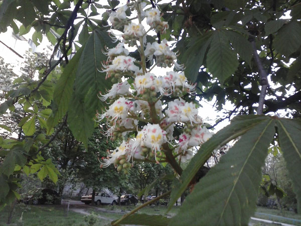 LG_OptimusL3_CameraShot02