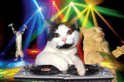 cat-party.gif
