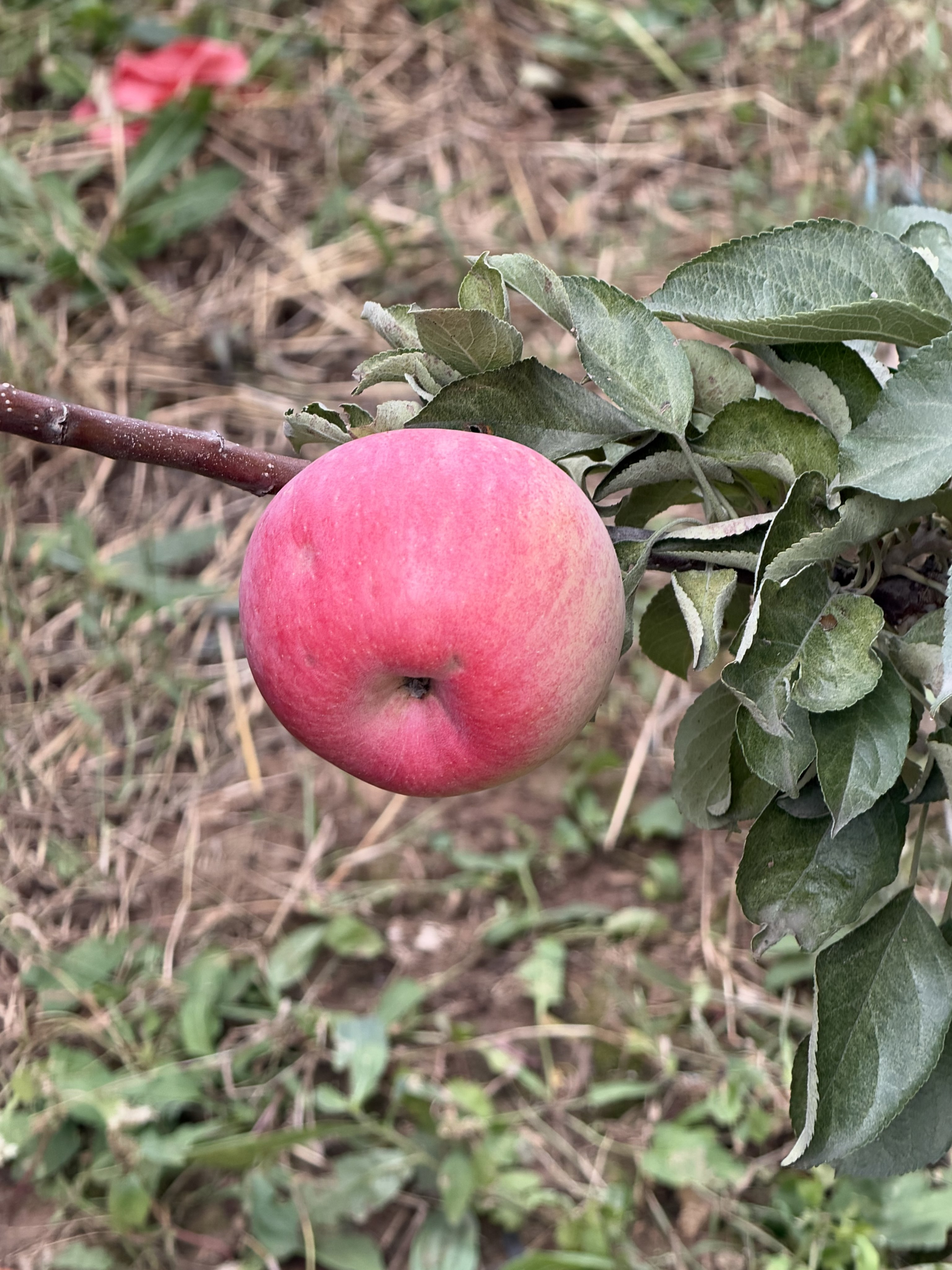 Знімок на iPhone 18 Pro Max