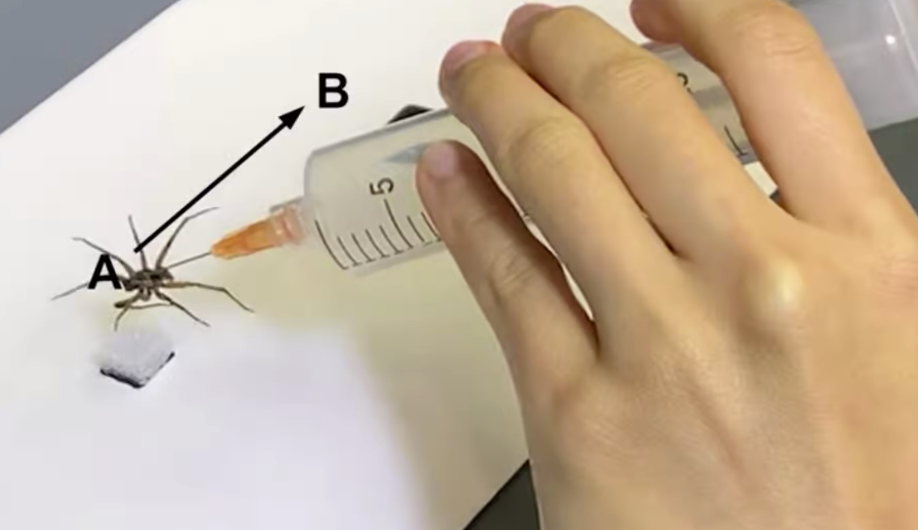 Scientists created tiny robotic grippers from dead spiders