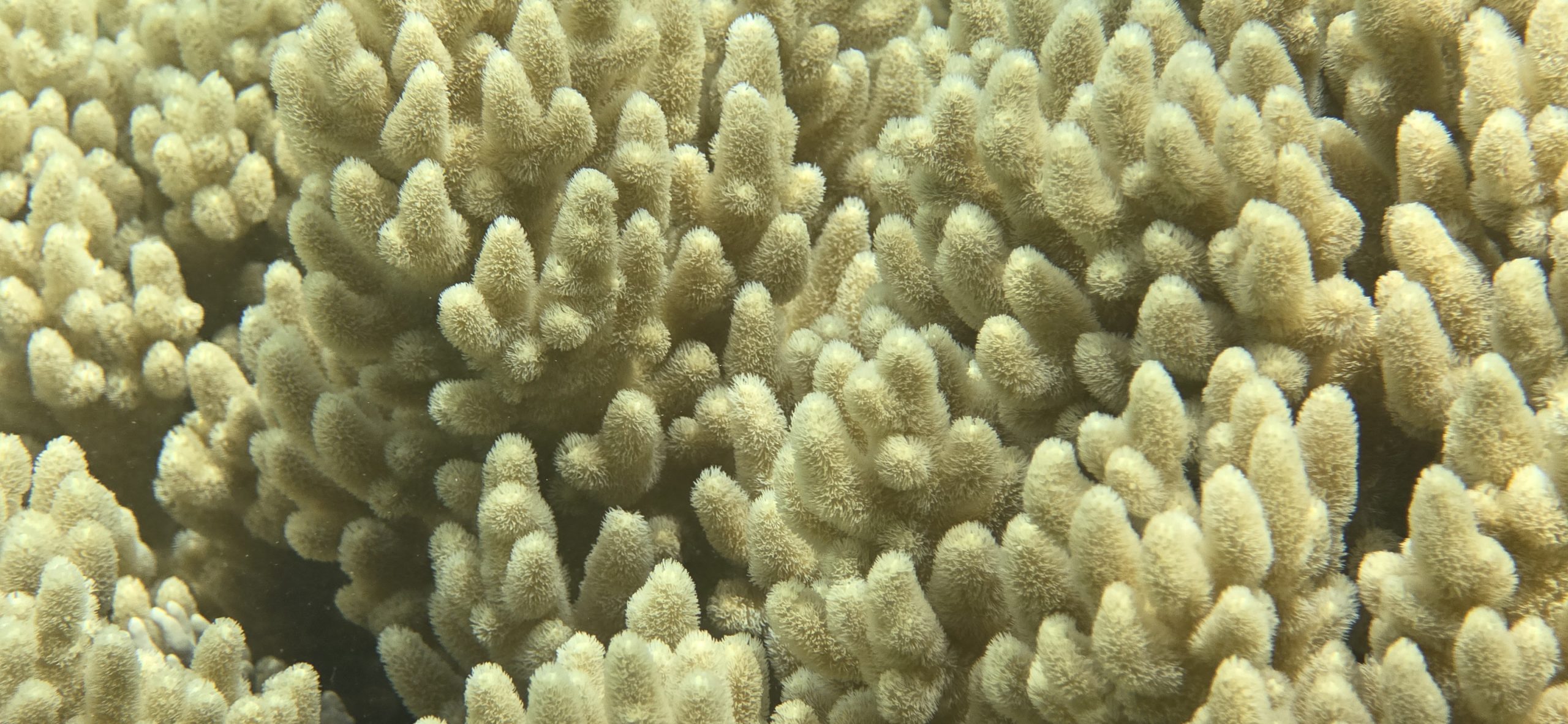 Photo sous-marine du récif corallien 1