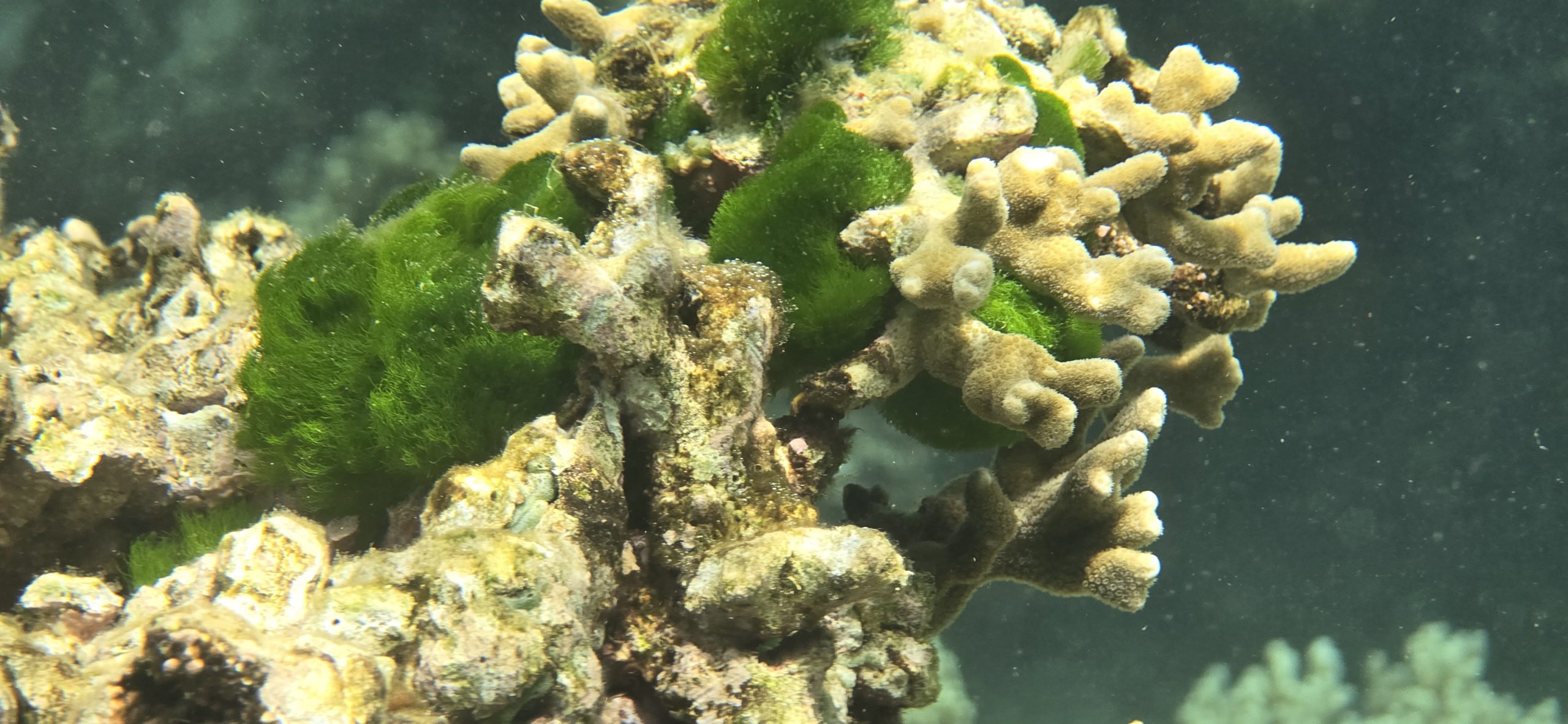 Photo sous-marine d'un récif corallien 2