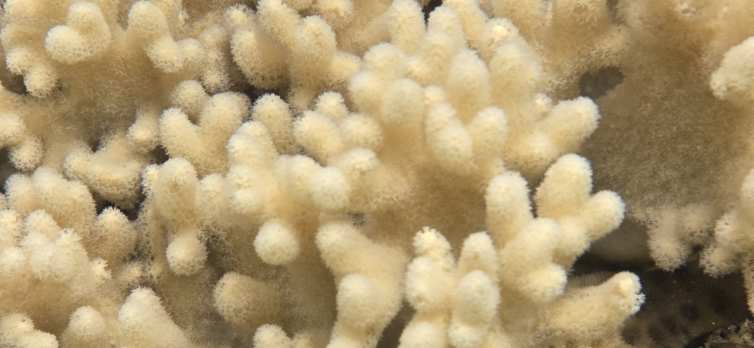 Photo sous-marine d'un récif corallien 3
