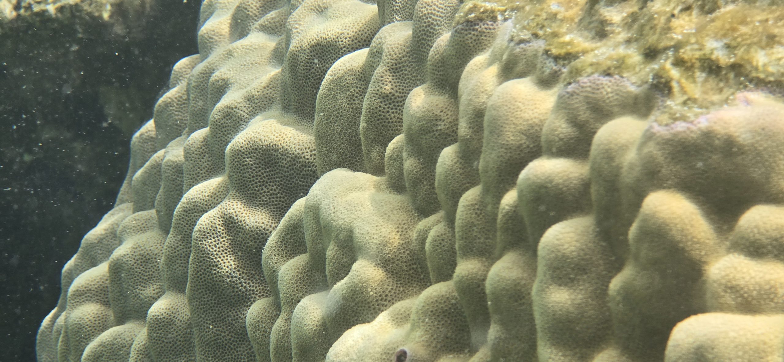Photo sous-marine d'un récif corallien 4