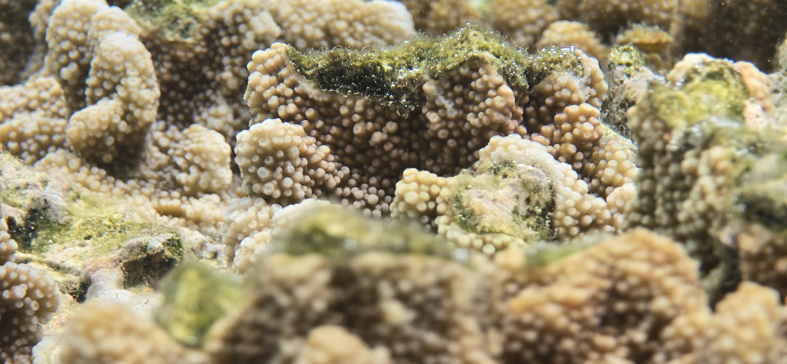Photo sous-marine d'un récif corallien 5