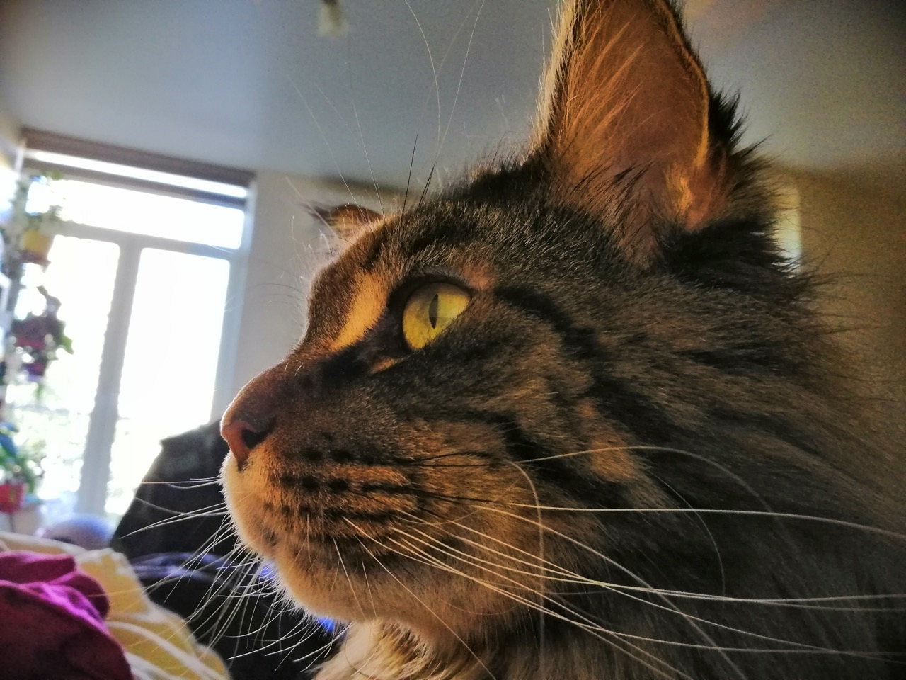 IMG_20180926_160736.jpg