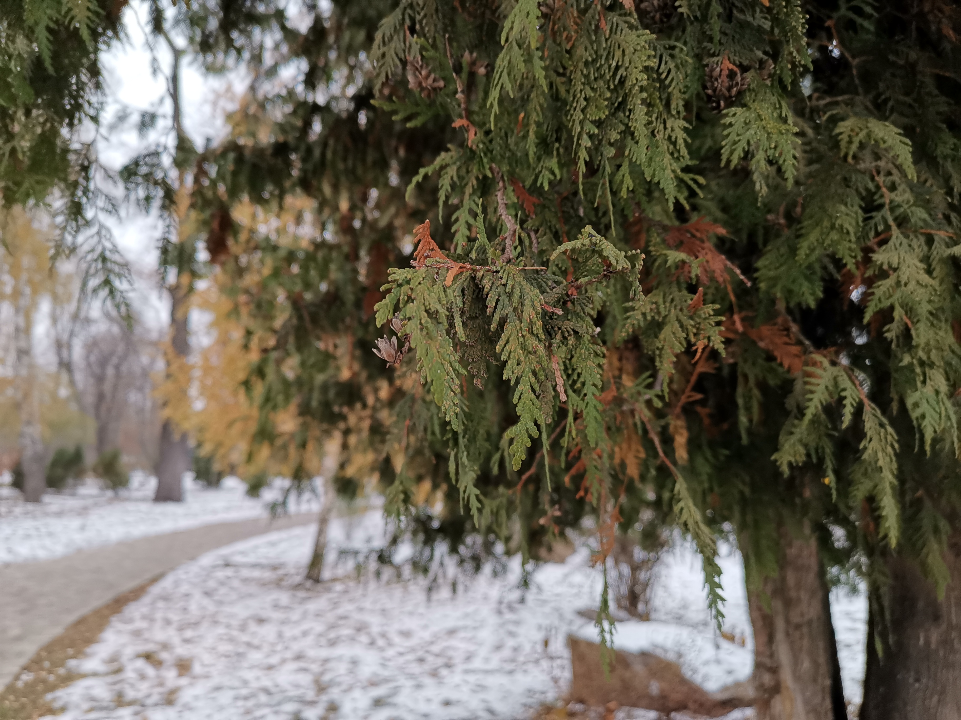 IMG_20181123_145959.jpg