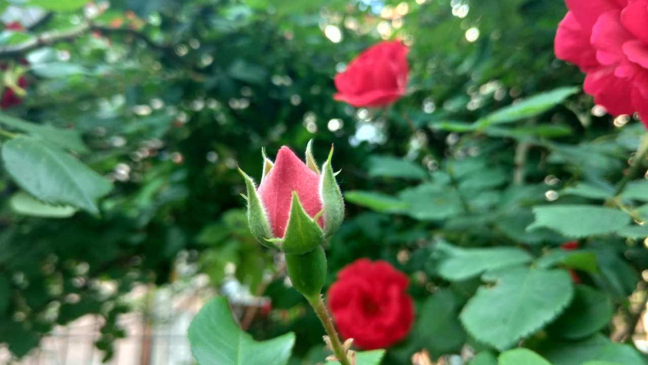 Zenfone_Camera_13.jpg