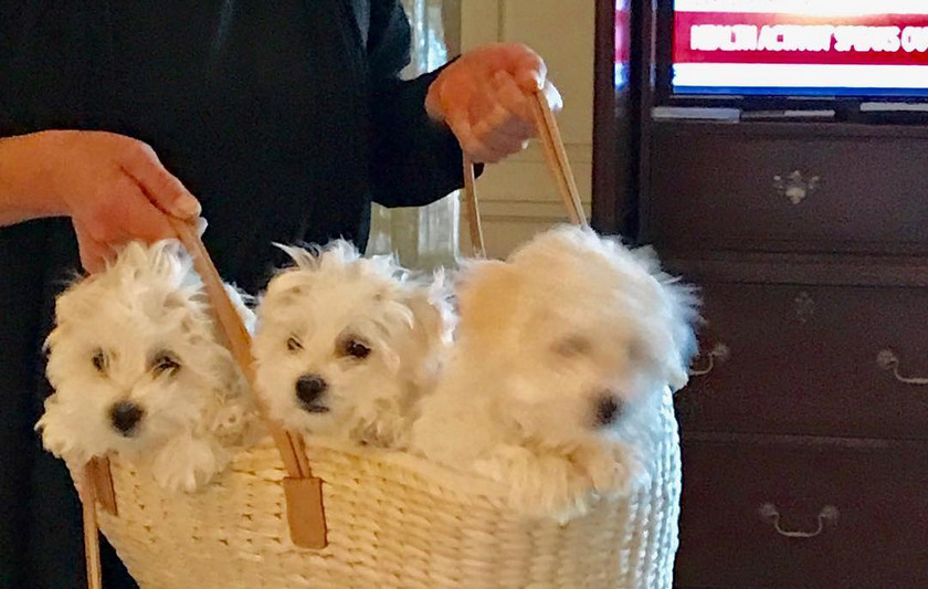 barbra-clones-dogs-pets.jpg