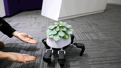 hexa-plant-on-the-sun-4.gif