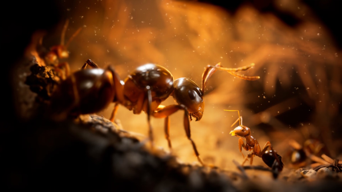 Become the 103rd 683rd! The release date of Empire of the Ants, an ultra-realistic strategy game in an unusual setting, has been revealed