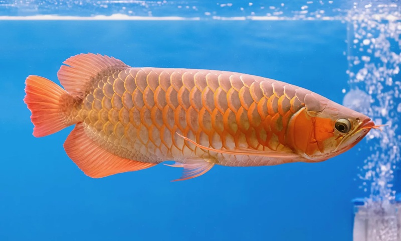 The Bionic Arowana replicates the iridescent scales and fluid movement of a real dragon fish using high-grade silicone and an AI behavior model.