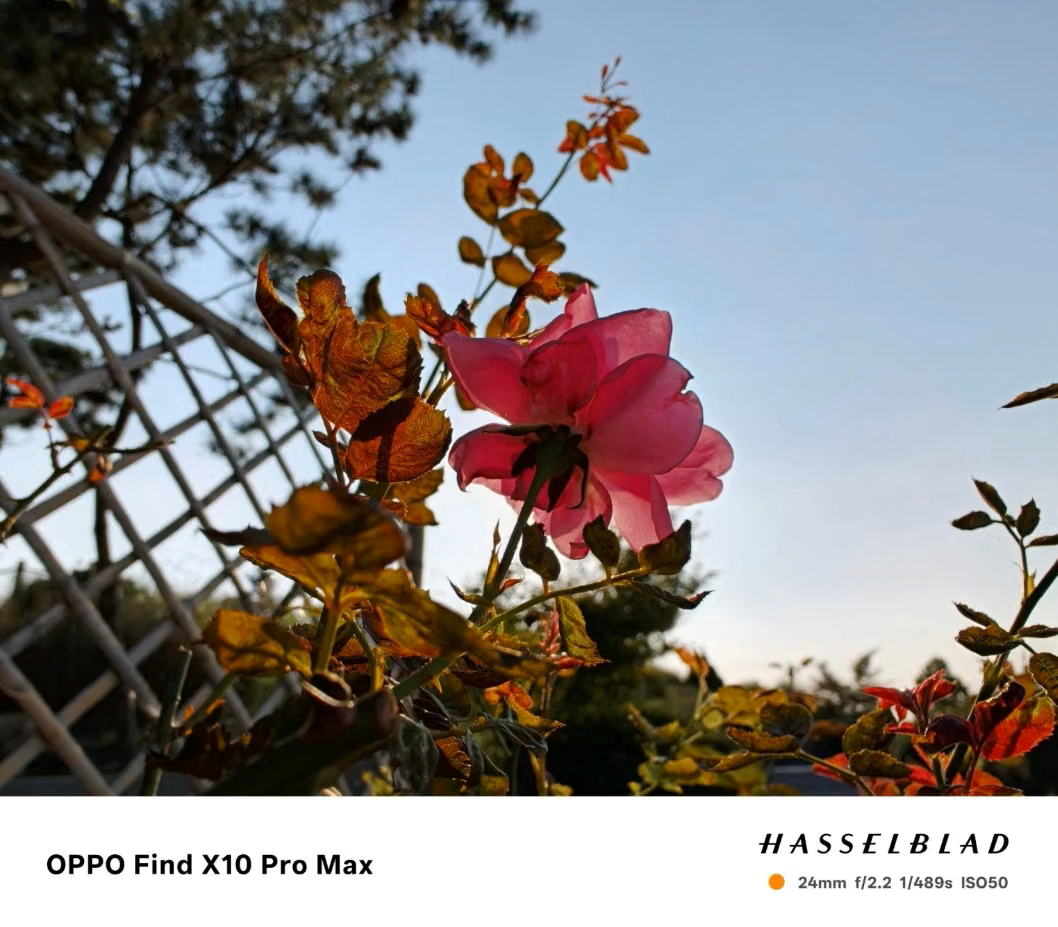 Real photo taken with Oppo Find X10 Pro Max